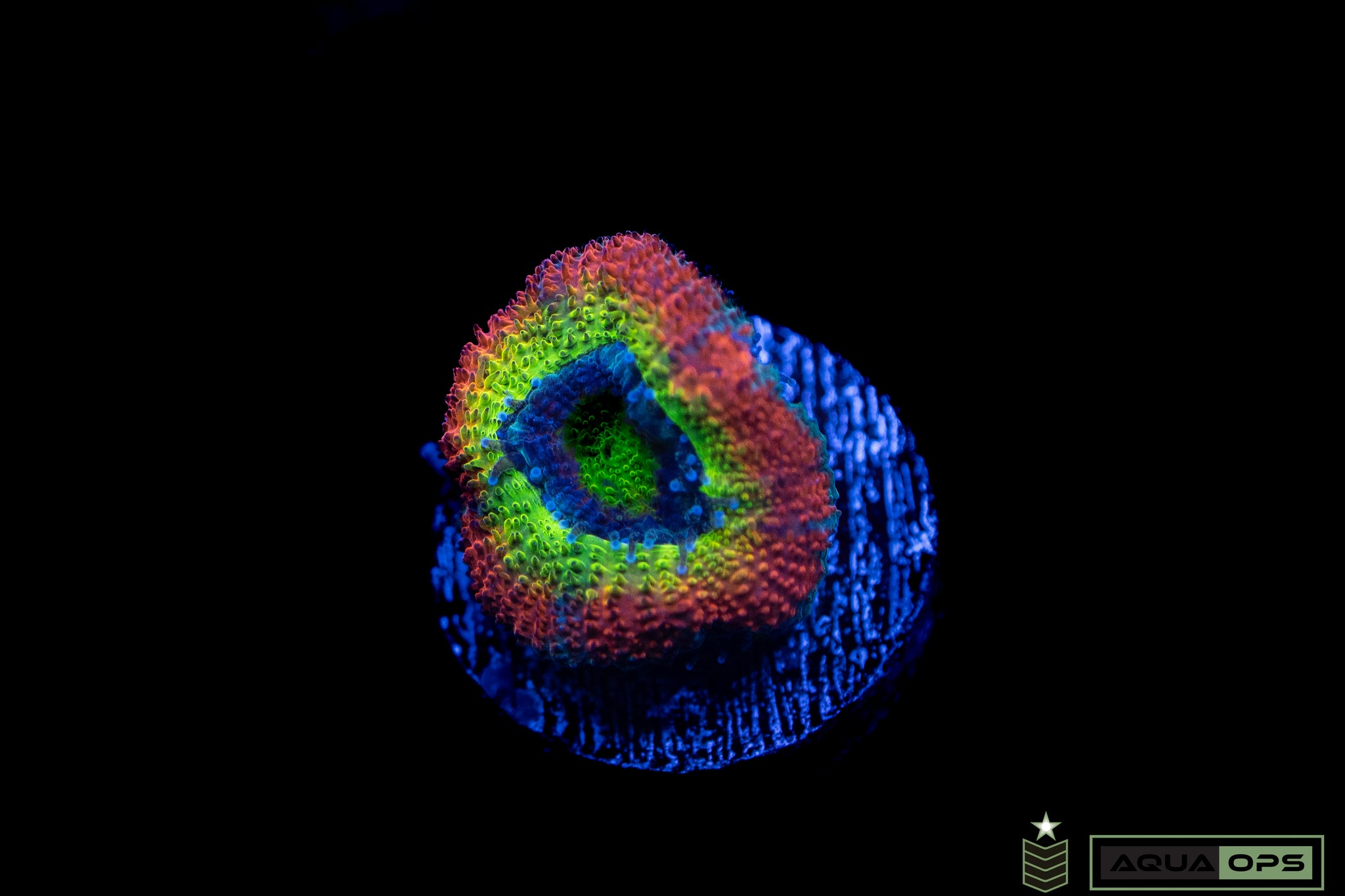 F2M Holy Micromusa (WYSIWYG)