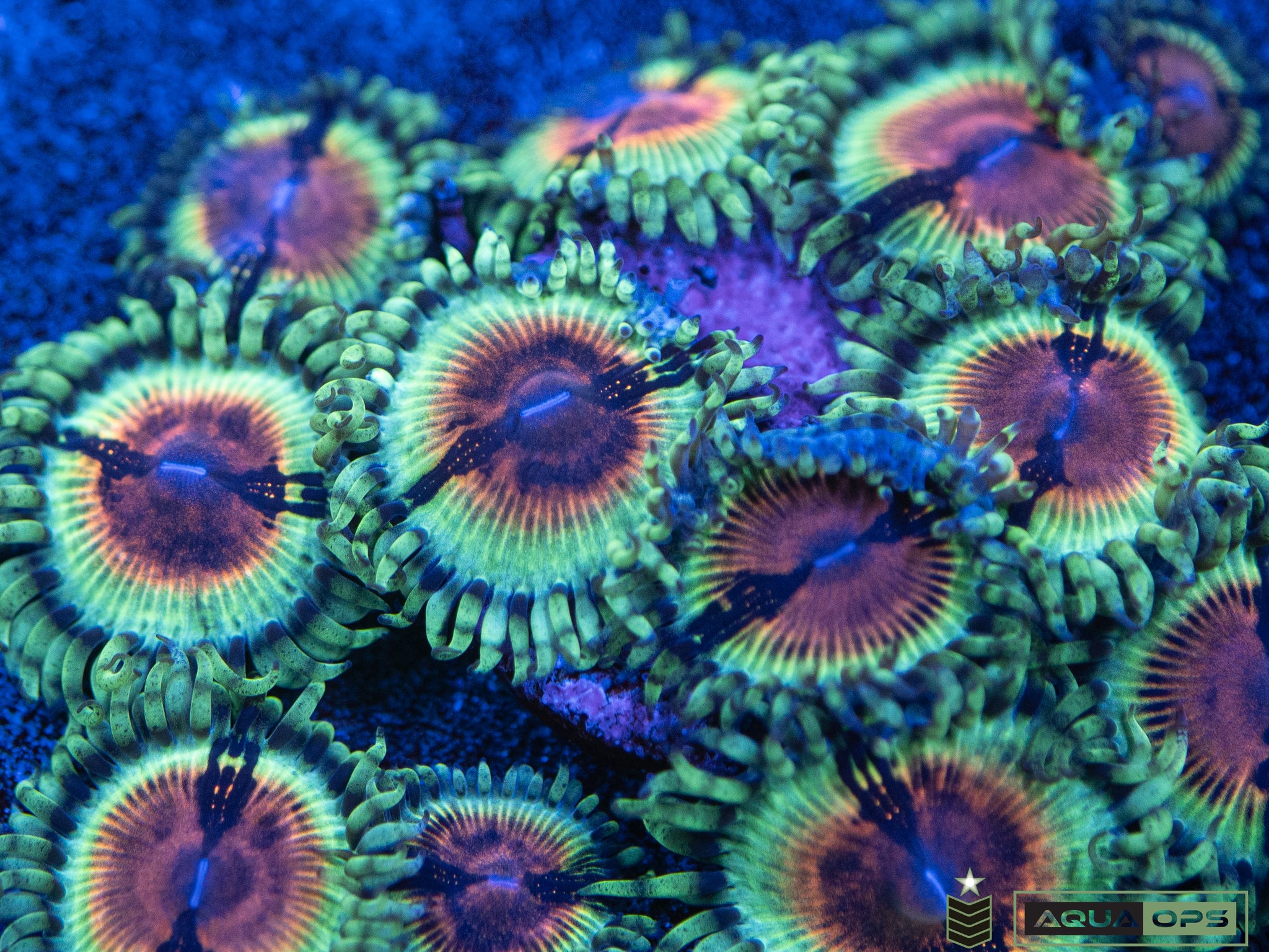 Jf Bloodshot Zoa