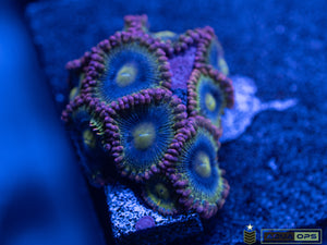 Rainbow Rhino Zoa