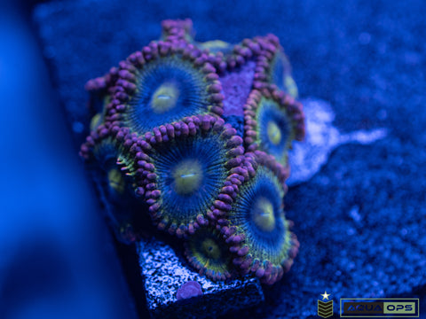 Rainbow Rhino Zoa