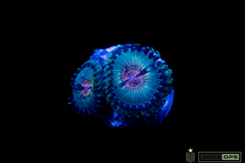 Pirates Blood Zoa