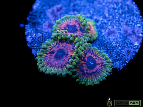 Hallucination Zoa