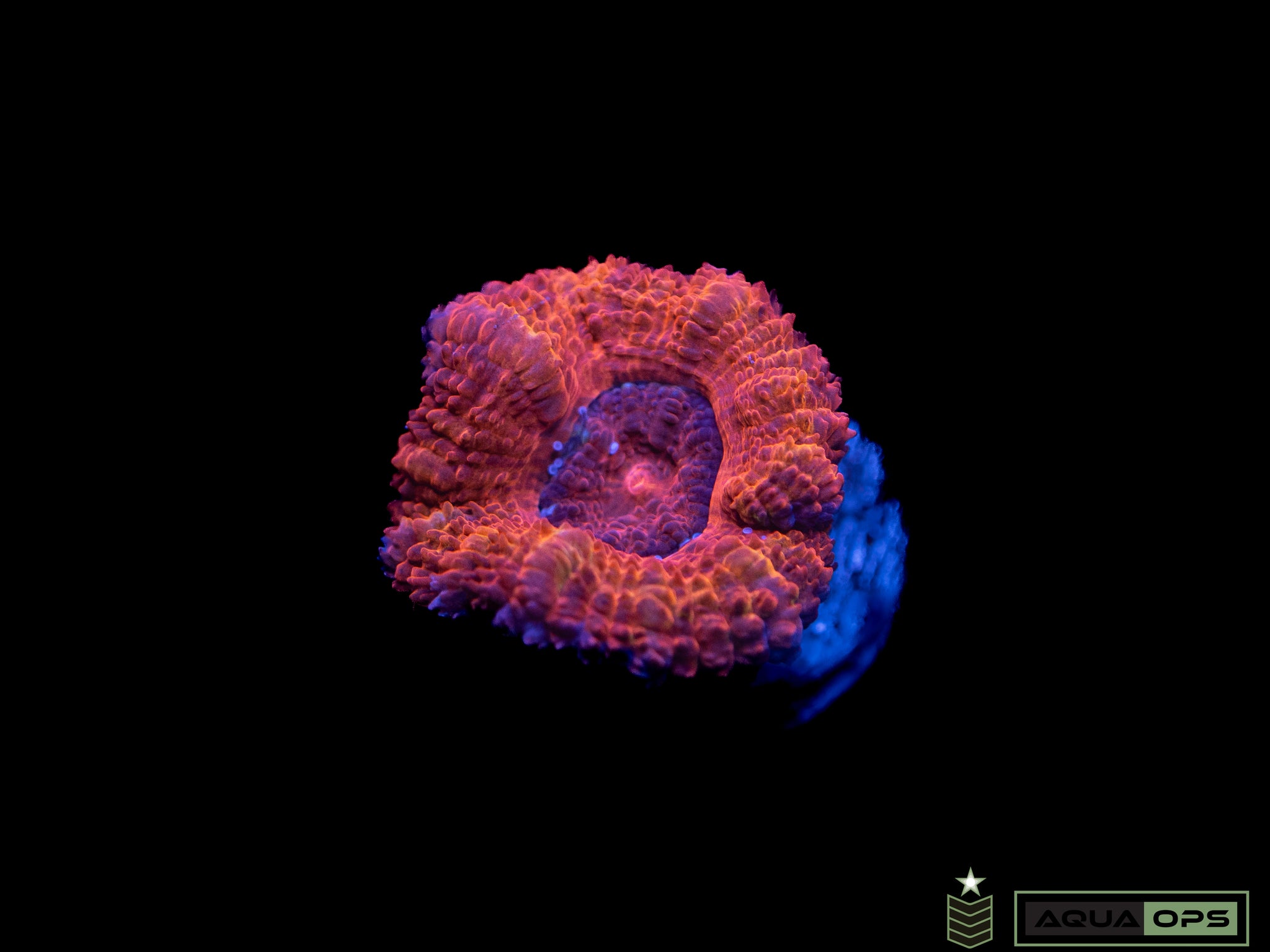 Ultra Acan (WYSIWYG)