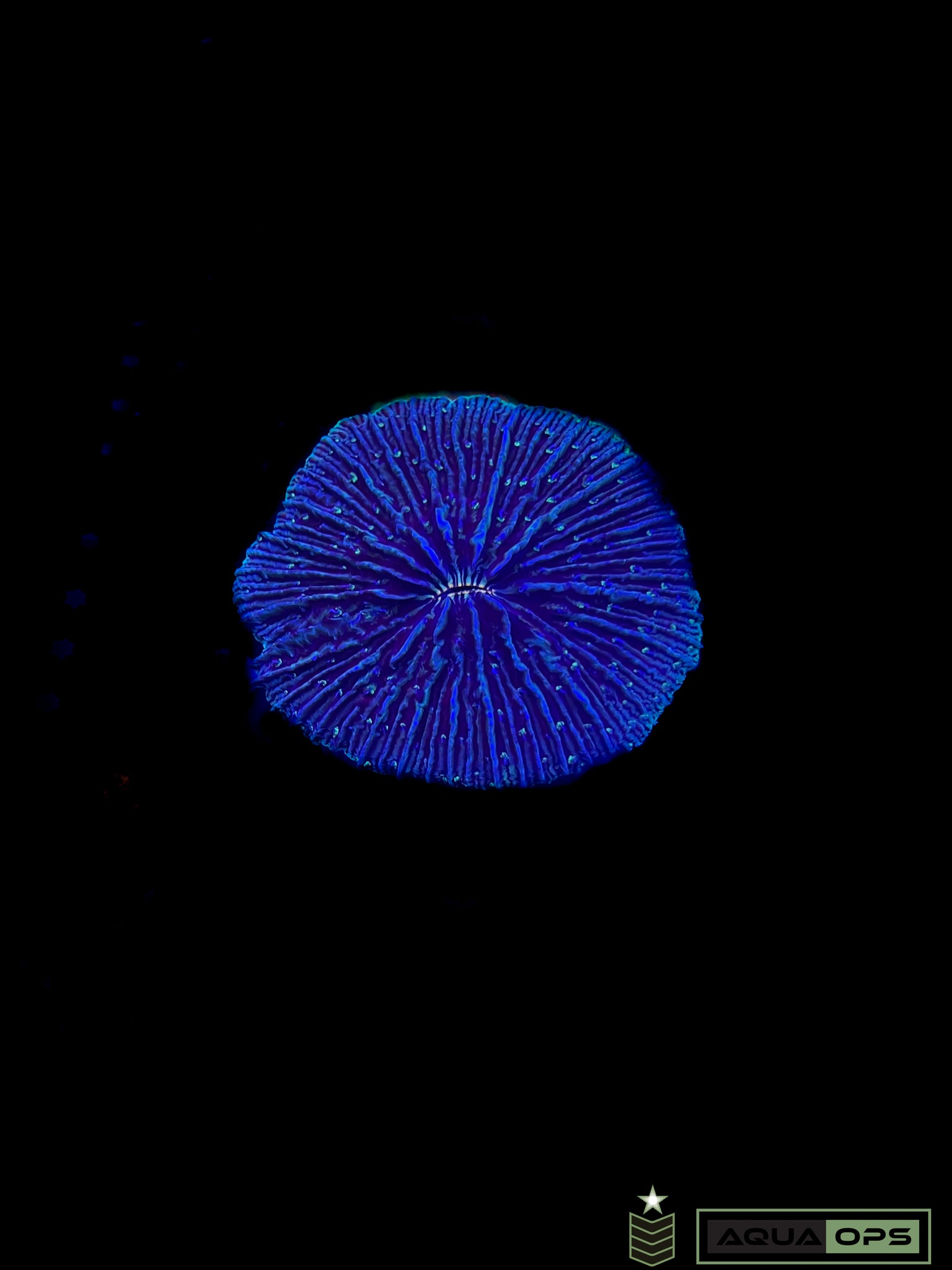 XXL Green and Blue Fungia Plate Coral