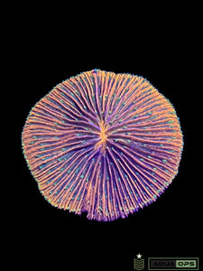 Rainbow Plate Coral