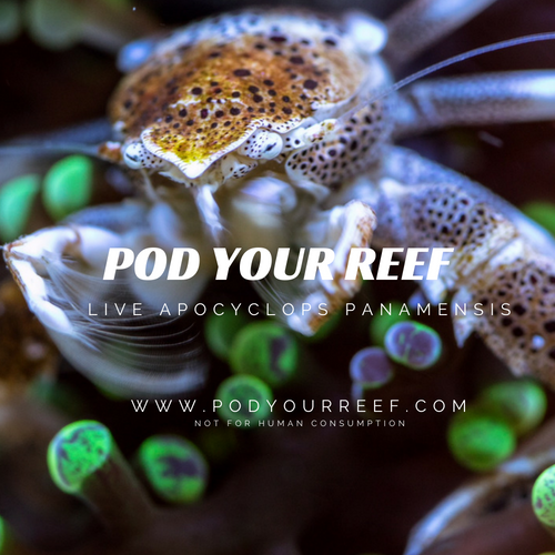 Apocyclops panamensis Reef Copepods