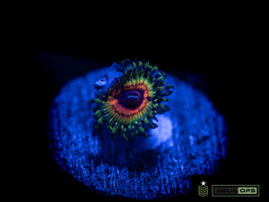 Little Shop Of Horror Zoanthid (WYSIWYG)