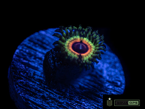 Little Shop Of Horror Zoanthid (WYSIWYG)