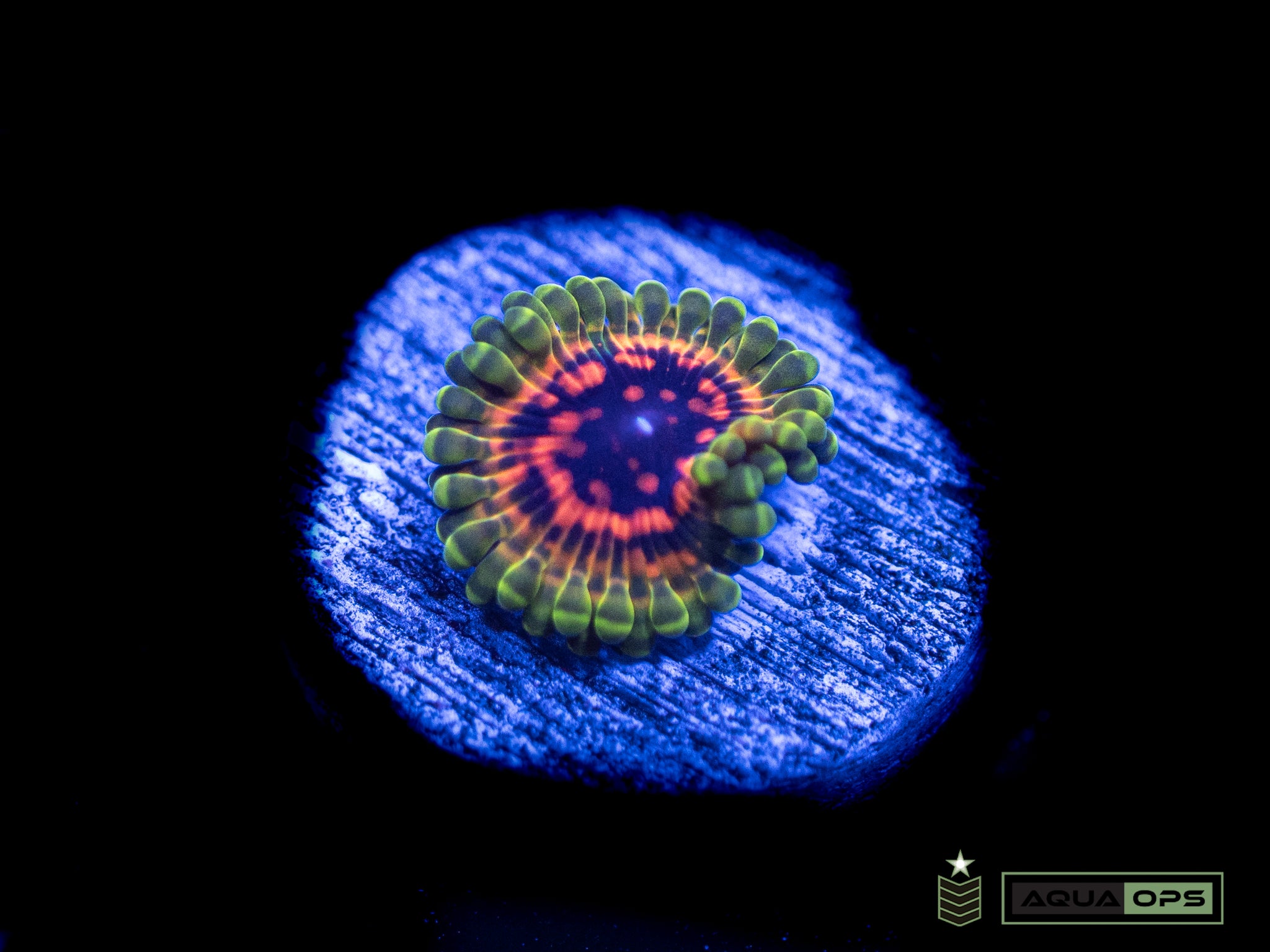 Hallucination Zoa (WYSIWYG)