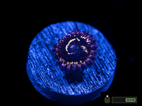 Stratosphere Zoanthid (WYSIWYG)