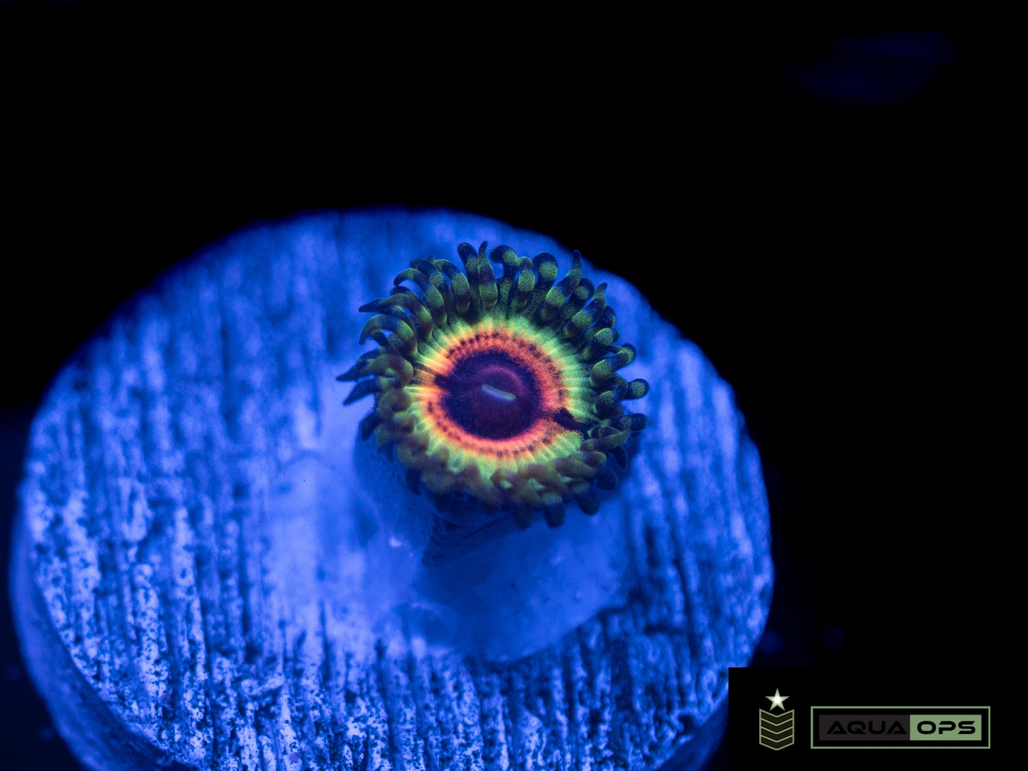 Little Shop Of Horror Zoanthid (WYSIWYG)