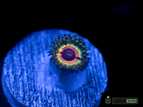 Little Shop Of Horror Zoanthid (WYSIWYG)