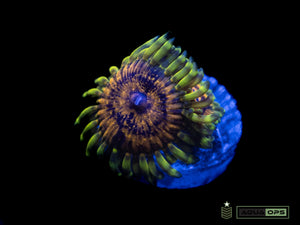 Honeycreeper Zoanthid (WYSIWYG)