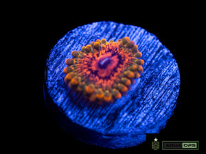 Grand Master Krakatoa Zoanthid (WYSIWYG)