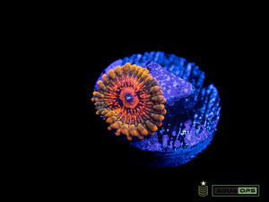 Grand Master Krakatoa Zoanthid (WYSIWYG)