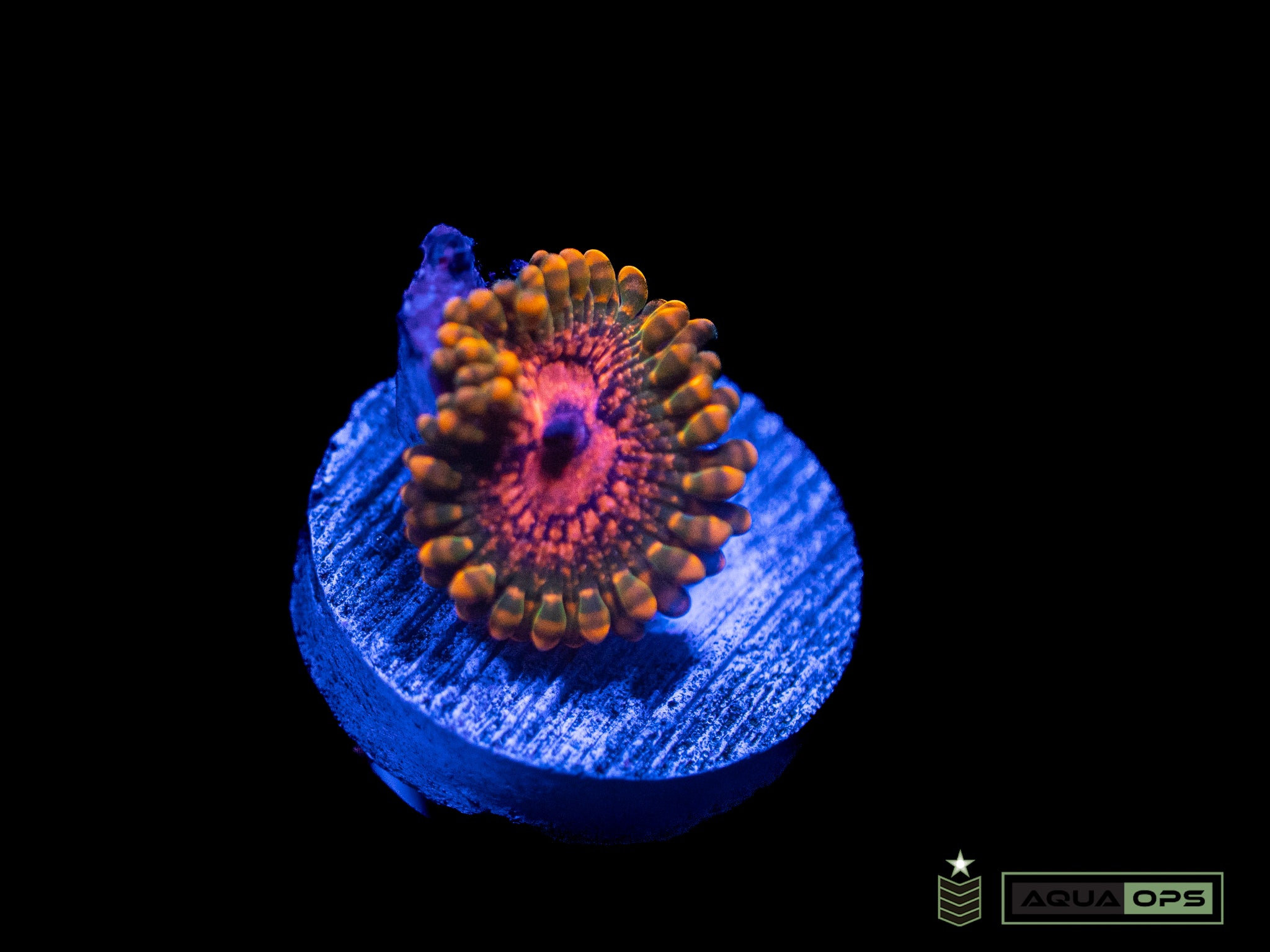 Grand Master Krakatoa Zoanthid (WYSIWYG)