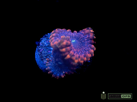 Halloween Zoa (WYSIWYG)