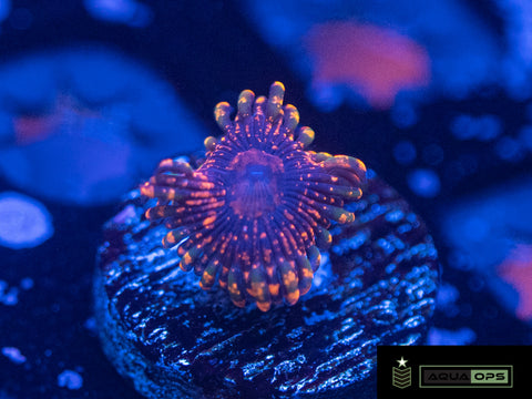 Emperor V2 Zoanthid (WYSIWYG)