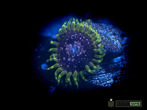 Purple Monster Zoa (WYSIWYG)