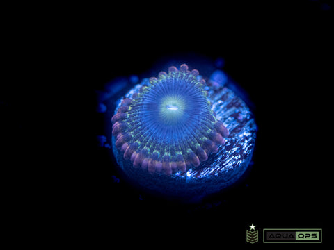 Rainbow Rhino Zoa (WYSIWYG)