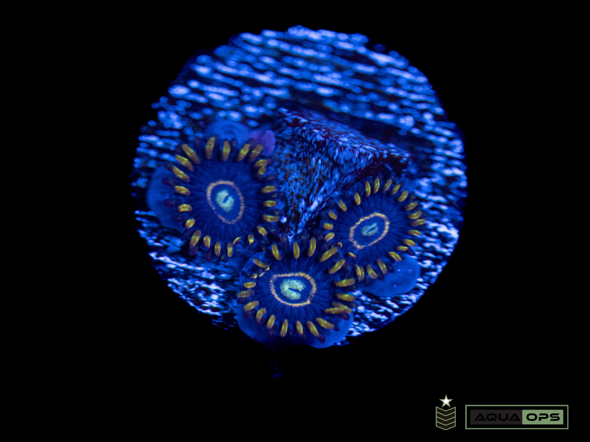 Blue Hornets Zoa (WYSIWYG)