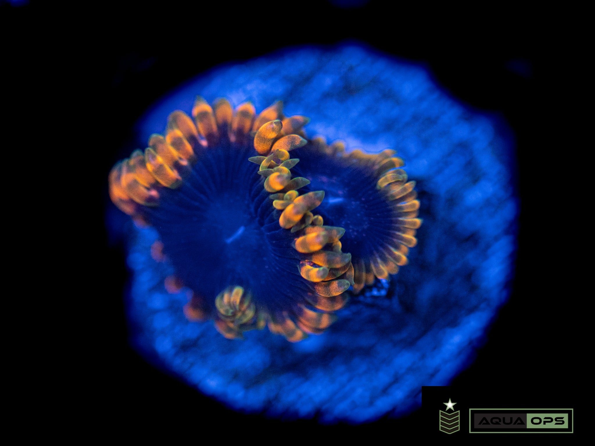 Acid Reflux Zoanthid (WYSIWYG)