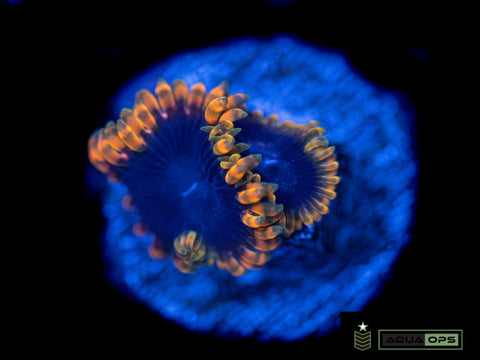 Acid Reflux Zoanthid (WYSIWYG)