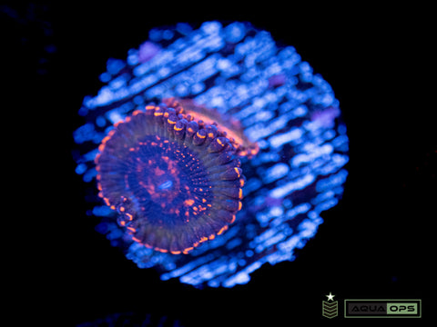 JF Azz Kraks Zoanthid (WYSIWYG)