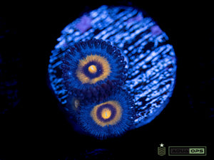 OG Wolverine Zoanthid (WYSIWYG)