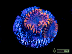 Halloween Zoa (WYSIWYG)