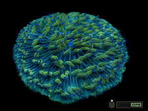 Glitter Plate Coral (WYSIWYG)