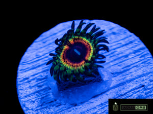 Little Shop Of Horror Zoanthid (WYSIWYG)