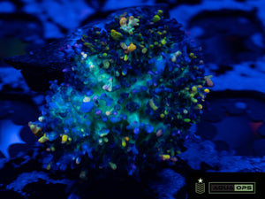 Magic Carpet Mushroom (WYSIWYG)