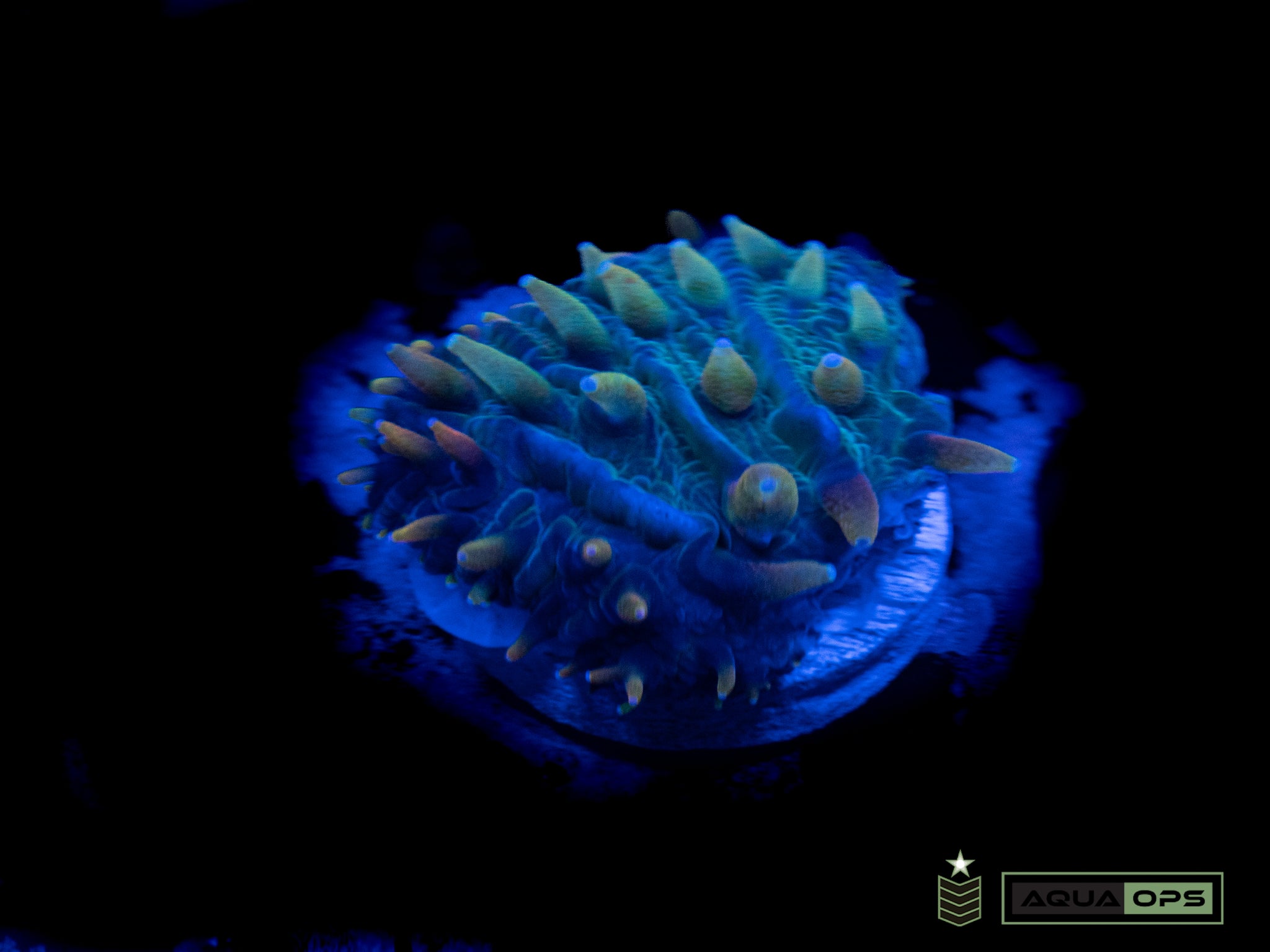 LPS – Aquatic Operations