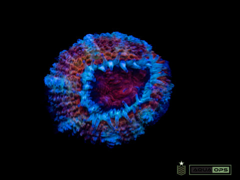 Ultra Acan (WYSIWYG)