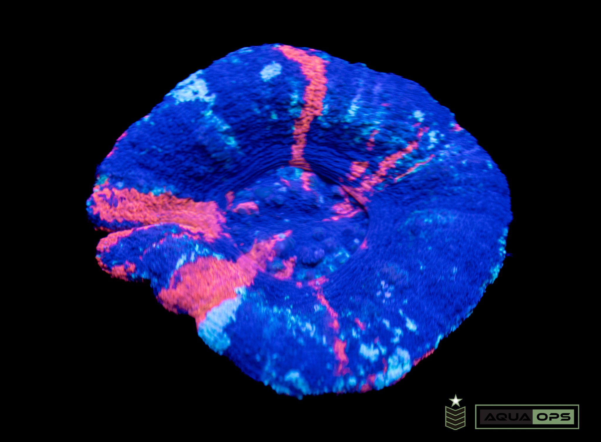 Warpaint Scolymia (WYSIWYG)