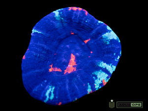 Warpaint Scolymia (WYSIWYG)