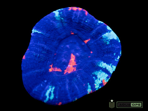 Warpaint Scolymia (WYSIWYG)