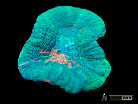 Large Ultra Scolymia (WYSIWYG)