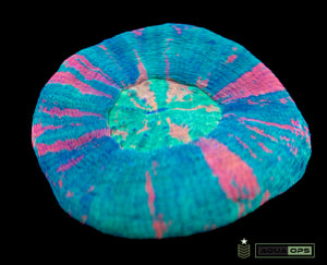 Super Ultra Scolymia (WYSIWYG)