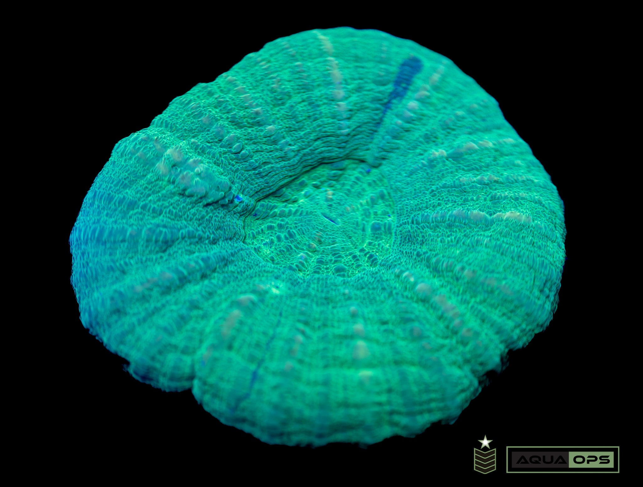Scolymia (WYSIWYG)