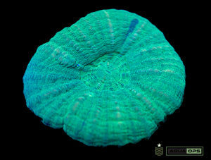 Scolymia (WYSIWYG)