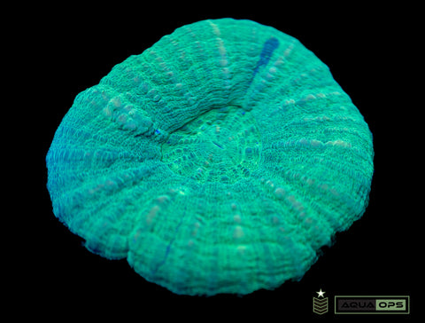 Scolymia (WYSIWYG)