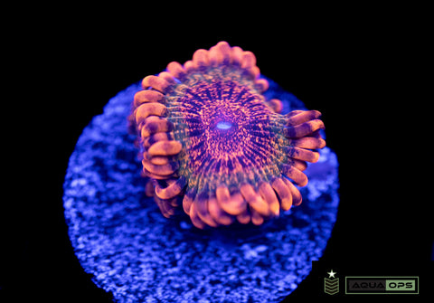 OG Speckled Krak Zoa (WYSIWYG)