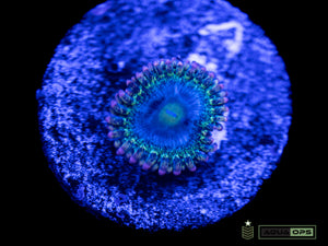 Rainbow Rhino Zoa (WYSIWYG)