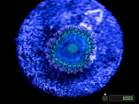 Rainbow Rhino Zoa (WYSIWYG)