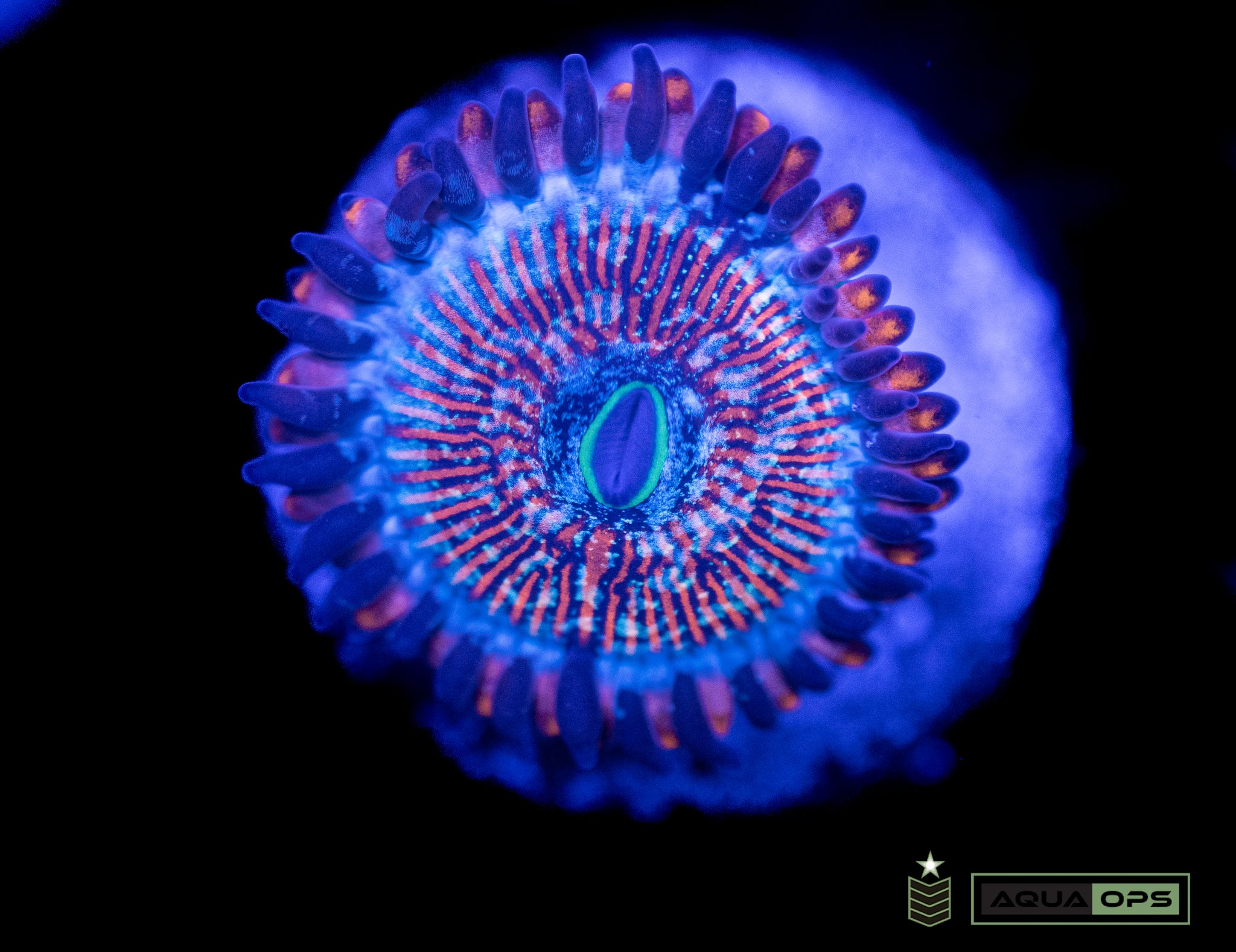 OG White Zombie Zoanthids (WYSIWYG)
