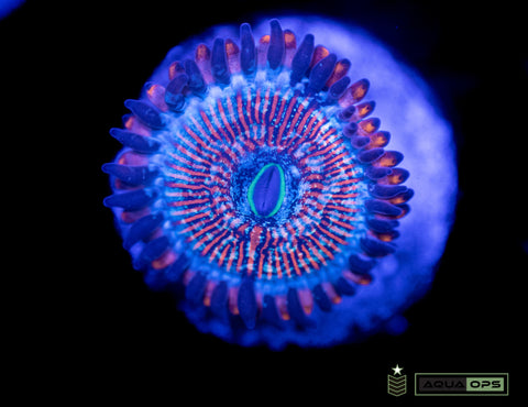OG White Zombie Zoanthids (WYSIWYG)