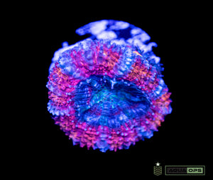 Ultra Acan (WYSIWYG)