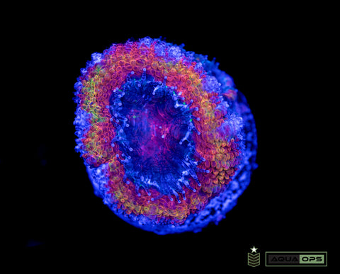 Rainbow Acan (WYSIWYG)